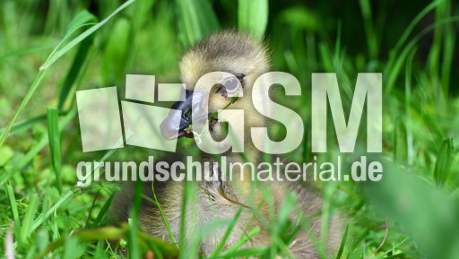 Kanadagansküken (16).jpg